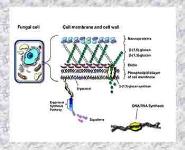 Medicinal Chemistry of Antifungal Agents PowerPoint Presentation