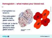 Sickle Cell Genetics