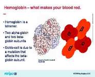 Sickle Cell Genetics PowerPoint Presentation