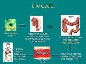 Introduction To Parasites