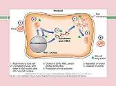 Antiviral Drugs