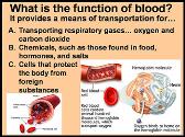 Blood Anatomy