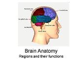 Brain Anatomy