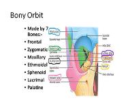 Ocular Anatomy PowerPoint Presentation