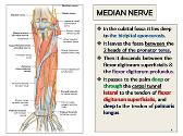 Median and Ulnar Nerves