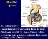 Hip Dislocations and Femoral Head Fractures PowerPoint Presentation