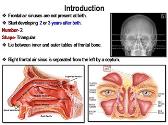 Paranasal Air Sinuses