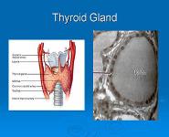 Thyroid Disorders PowerPoint Presentation